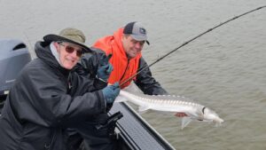 Two anglers in boat holding large white sturgeon with visible barbels over murky water
