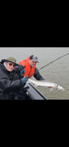 Two anglers in boat holding large white sturgeon over gunwale on overcast day
