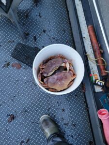 Two Dungeness crabs in white bucket on boat deck with metal grating, crabbing gear visible nearby.