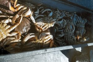 Multiple Dungeness crabs stacked in a boat hold or container on the left side, with empty shells on the right.