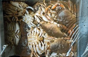 Multiple Dungeness crabs in a boat tank with white and brown shells visible from above