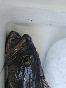 Close-up of a dark-colored lingcod head lying in white boat cooler with visible eye and mouth