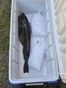 Large dark lingcod displayed in white cooler on ice with plastic bags