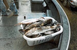 Two large lingcod displayed in white fish cleaning basket on dock cleaning station with person nearby.