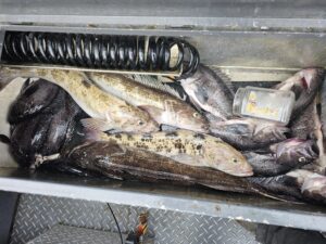 Multiple fish species including lingcod, rockfish, and cabezon displayed in boat fish box with coiled black hose.