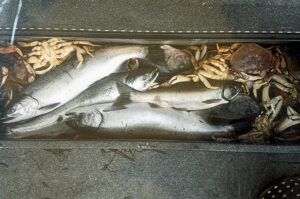 Three salmon and several Dungeness crabs displayed in truck bed on pavement