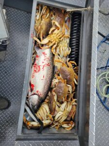 Metal fish box on boat deck containing salmon and multiple Dungeness crabs from Oregon fishing trip.