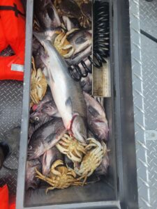 Metal fish box containing lingcod, rockfish, and Dungeness crabs on boat deck with diamond plate floor