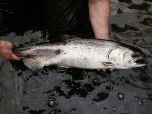 Angler holding fresh coho salmon in boat with wet mesh netting visible on deck