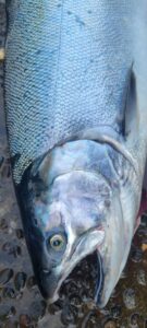 Close-up of fresh coho salmon head and silvery scales showing white gums and eye detail.