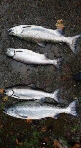 Four coho salmon laid out on wet pavement with leaves and debris visible
