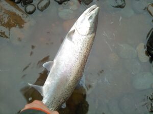 Angler holding a fresh coho salmon in shallow water on a boat with visible rocks and rust.