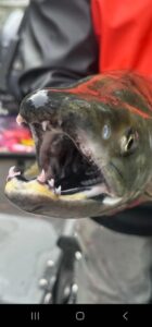 Close-up of coho salmon head showing white gums and sharp teeth, held by angler in red jacket.