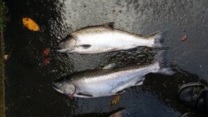 Two coho salmon displayed on wet pavement with autumn leaves and boot visible in corner