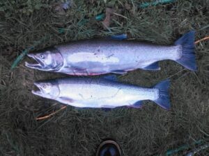 Two coho salmon displayed on grass with fishing net, showing characteristic silvery bodies and blue-tinged tails.