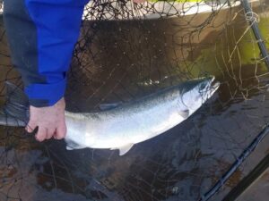 Angler in blue jacket holding coho salmon in landing net on boat in Oregon waters