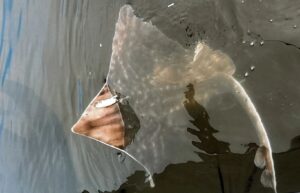 Fish lying on wet boat deck surface with water droplets and reflections visible