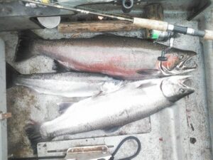Three large salmon lying in bottom of boat with fishing rod and gaff visible