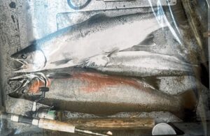 Three large salmon lying on boat deck with fishing rods visible in frame