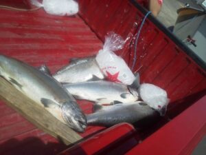 Multiple salmon lying in red truck bed with ice bags and wooden board visible