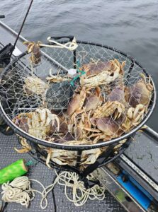 Circular crab pot filled with multiple Dungeness crabs on boat deck with ocean water visible.