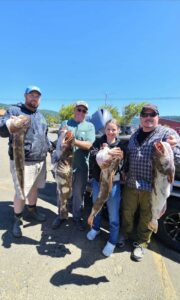 Four anglers holding large lingcod in parking lot with clear blue sky and hills in background